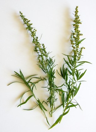 tarragon-74234_640