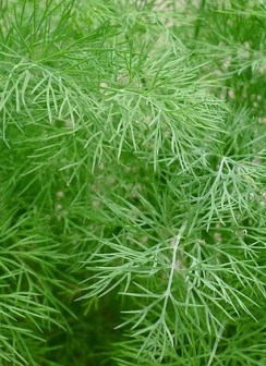 dill-1347095_640